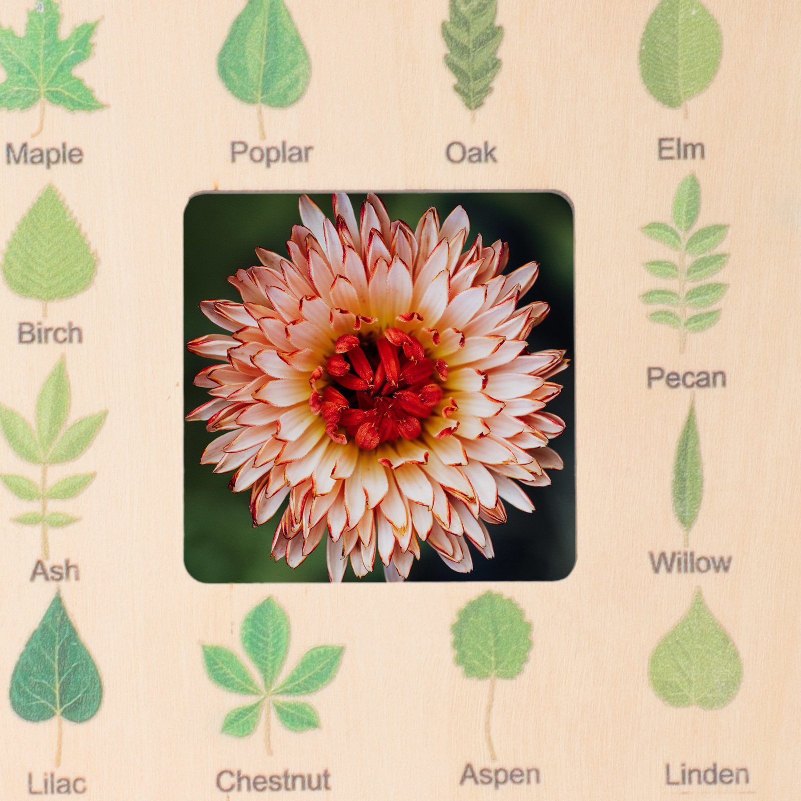 Kids Toys Learning - Nature Guide Finder Wooden Cloud Viewer